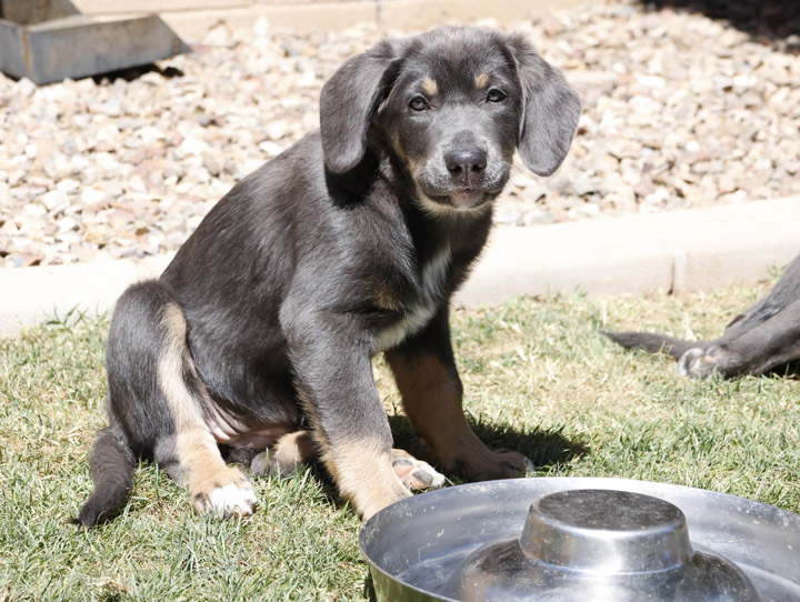 chinook dog